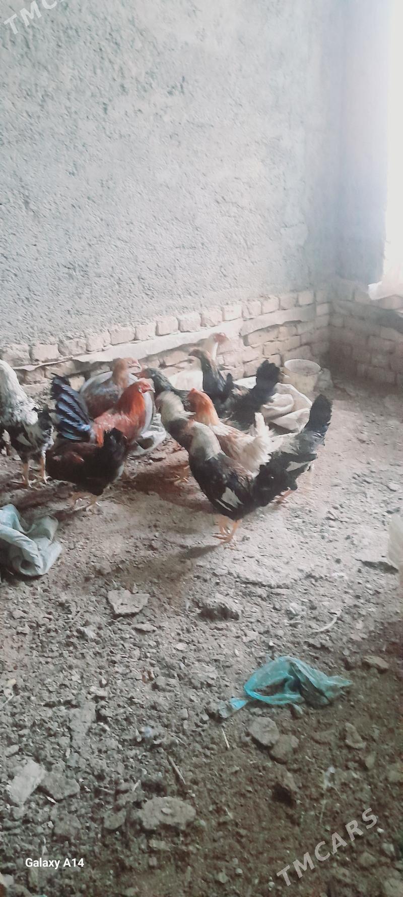 tovuk - Türkmenabat - img 1