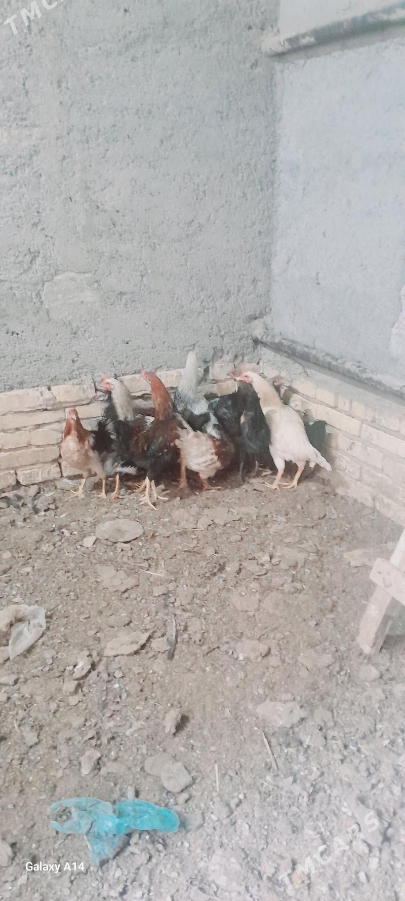 tovuk - Türkmenabat - img 2