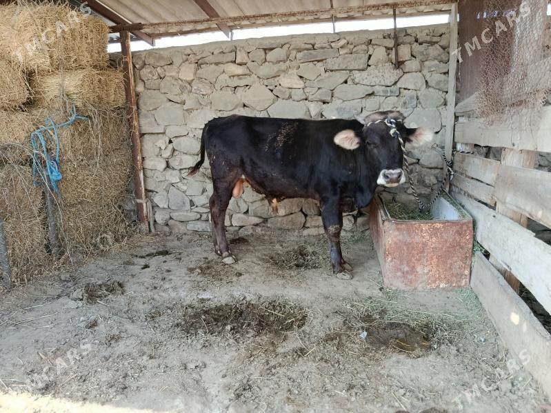 ÖKÜZ - Bäherden - img 2