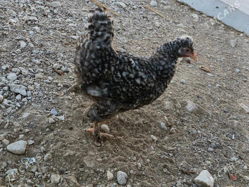 towuk, juje - Balkanabat - img 2