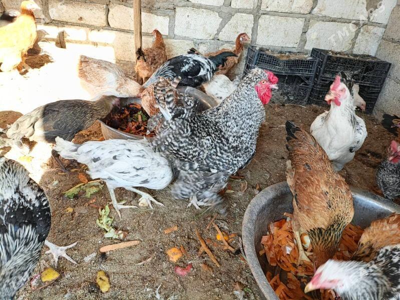 towuk, juje - Balkanabat - img 7