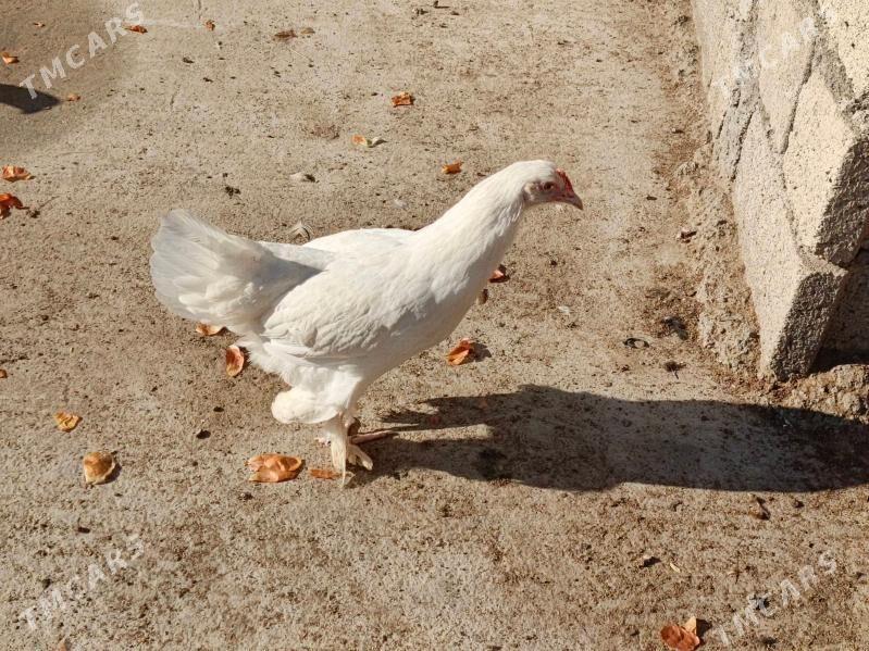 towuk, juje - Balkanabat - img 3