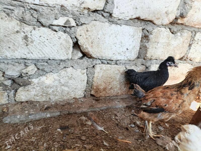 towuk, juje - Balkanabat - img 4