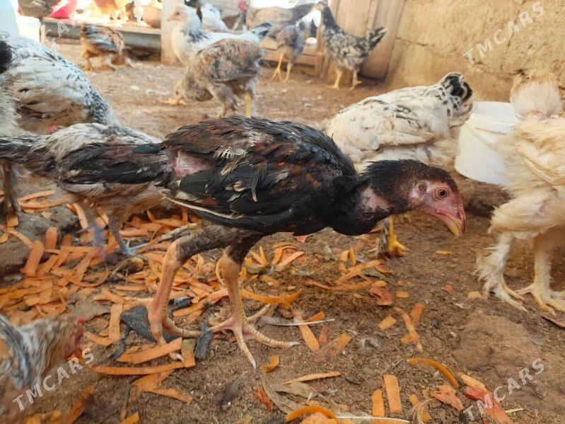 towuk, juje - Balkanabat - img 5