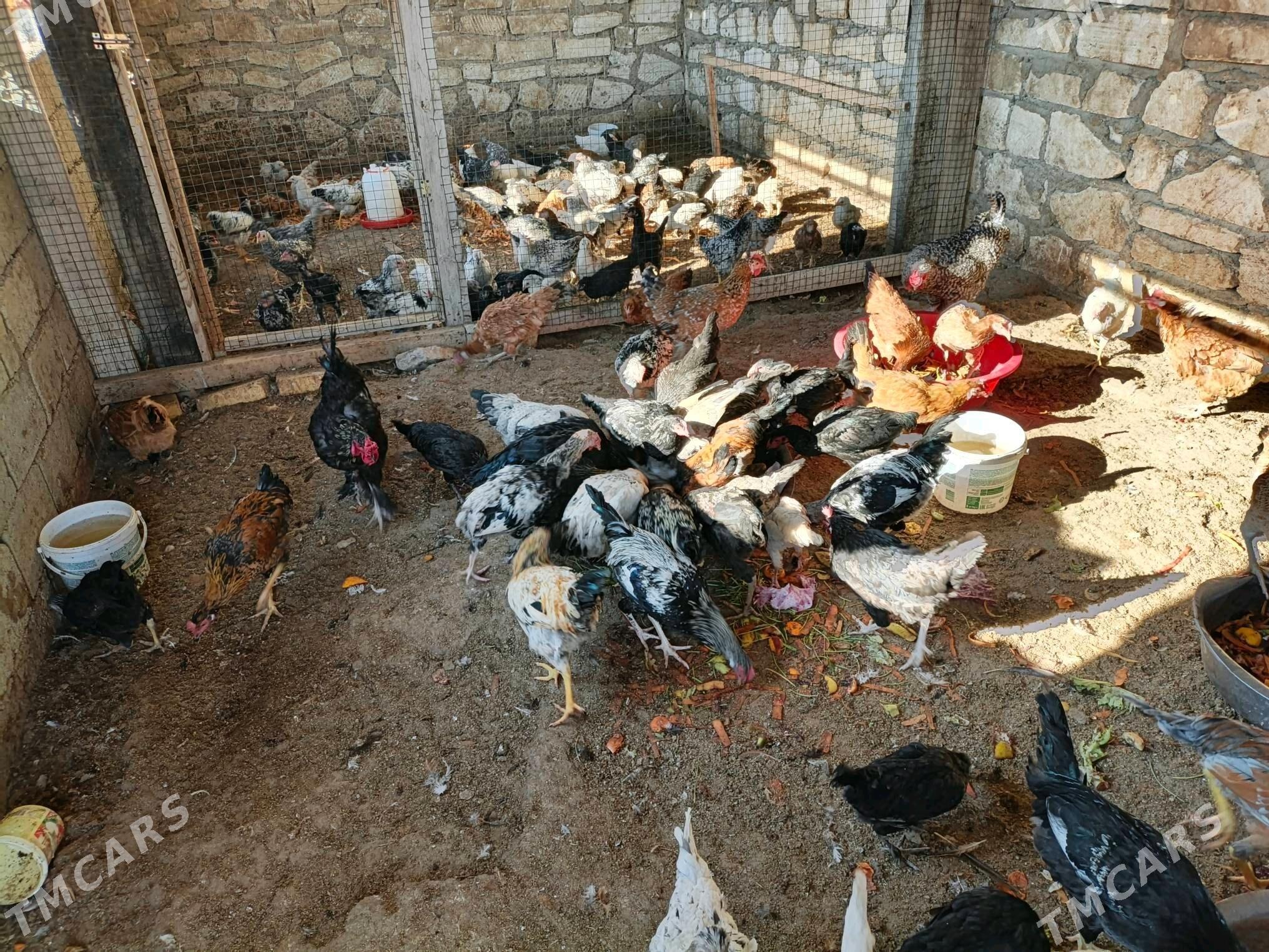 towuk, juje - Balkanabat - img 6