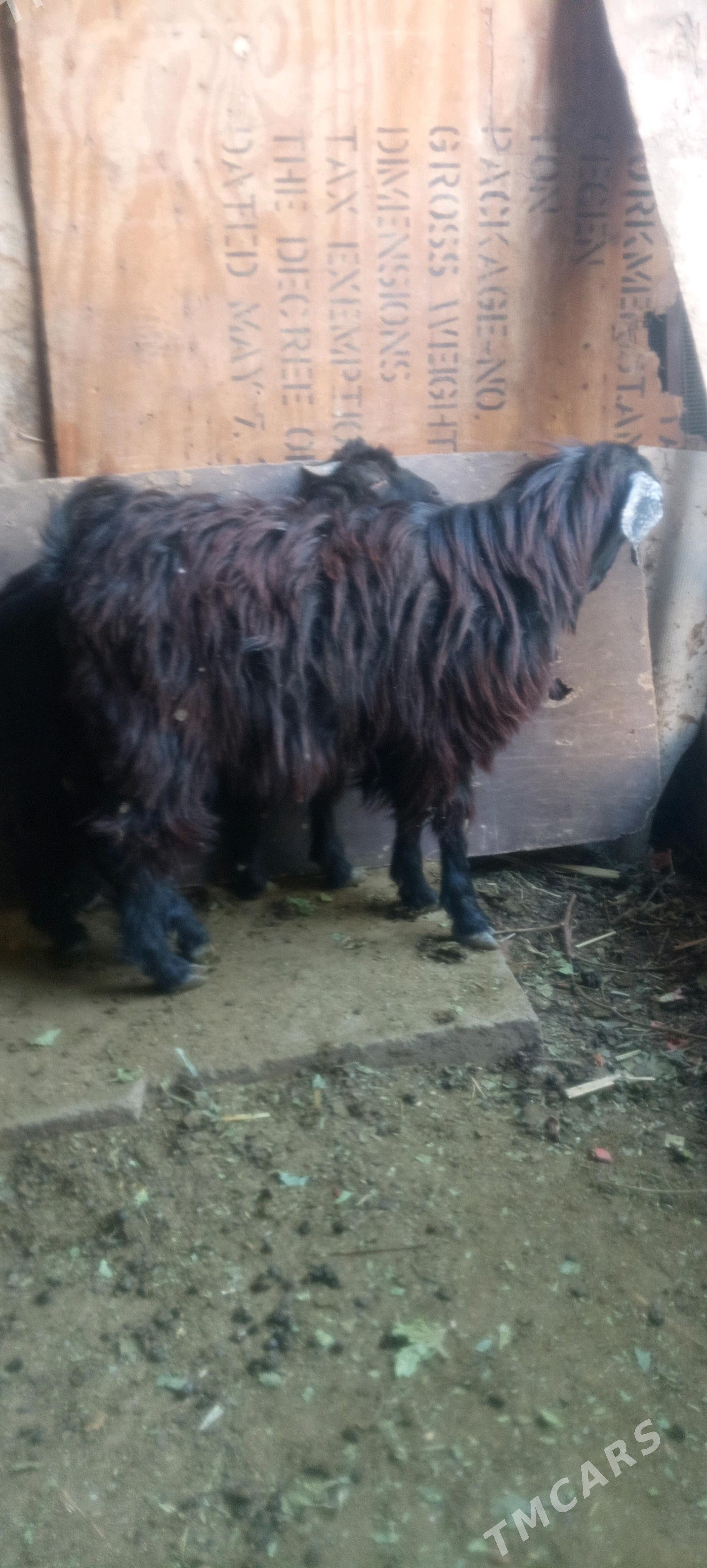 cebis - Tejen - img 1