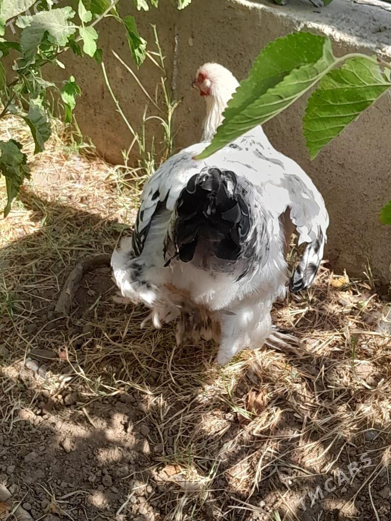 brama horaz - Aşgabat - img 5