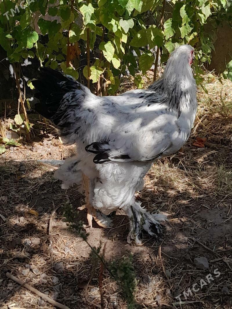 brama horaz - Aşgabat - img 4