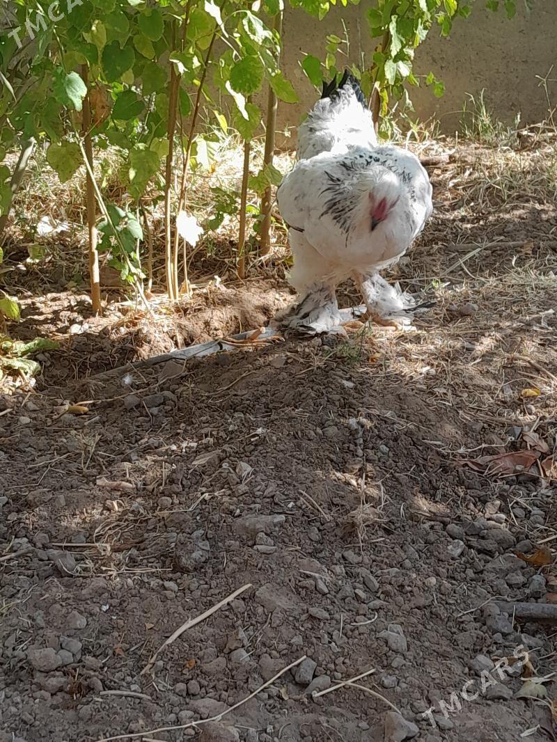 brama horaz - Aşgabat - img 2