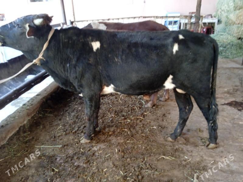 ökuzler ve unajynlar - Туркменабат - img 1