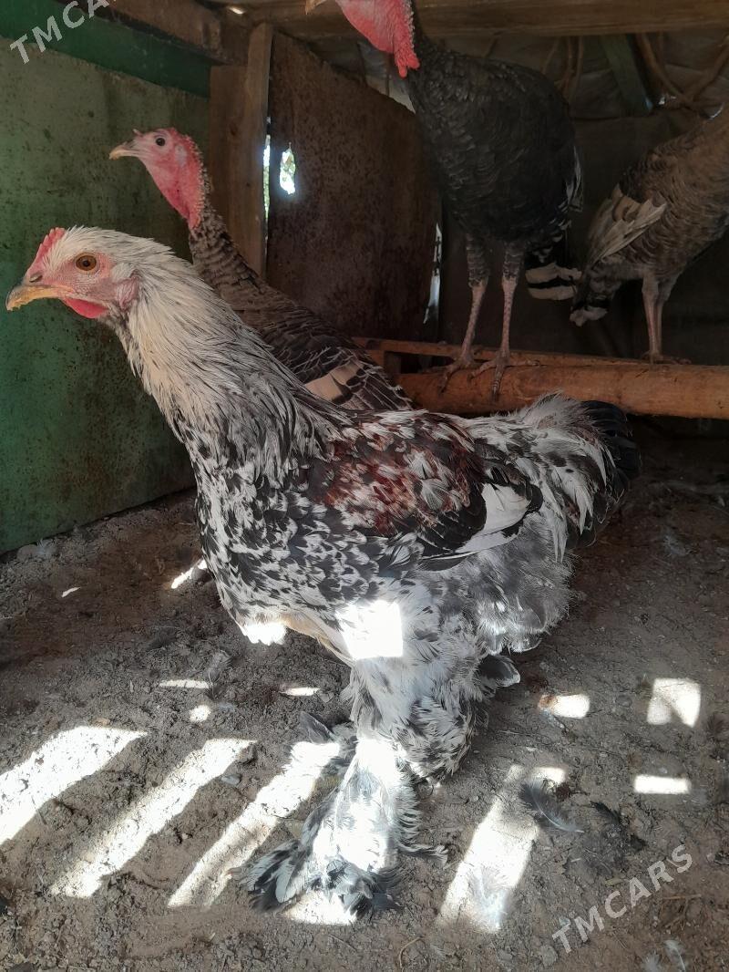 brama horazbrama horaz - Aşgabat - img 3