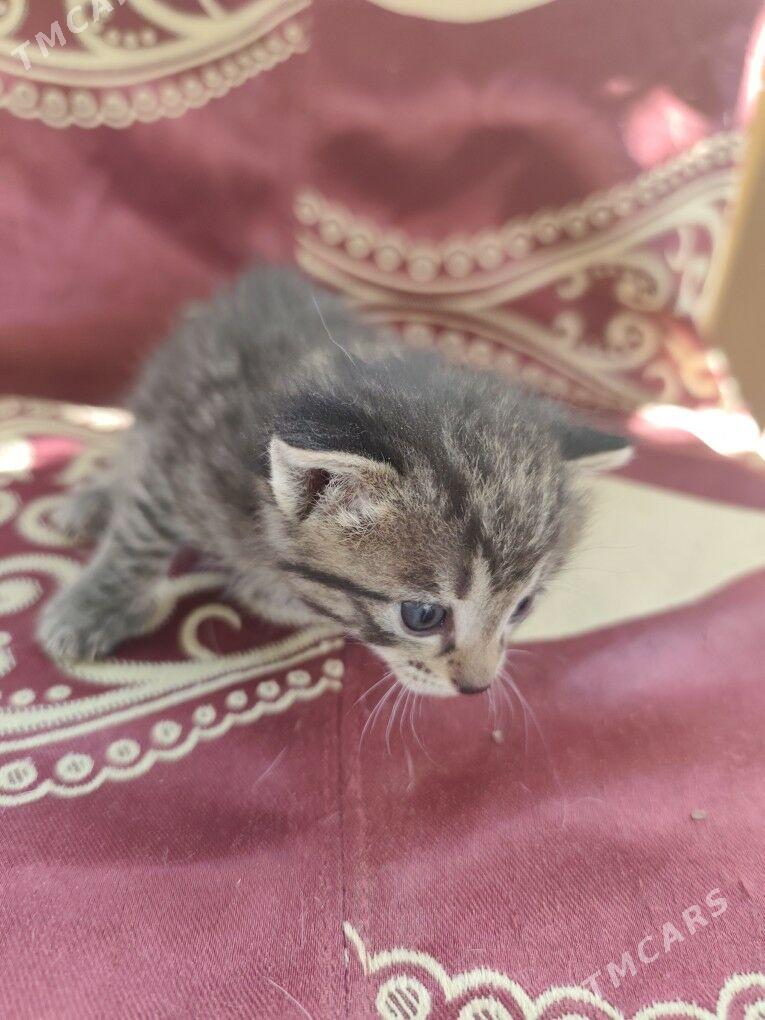 Отдам котят за корм - Ак-Бугдайский этрап - img 2