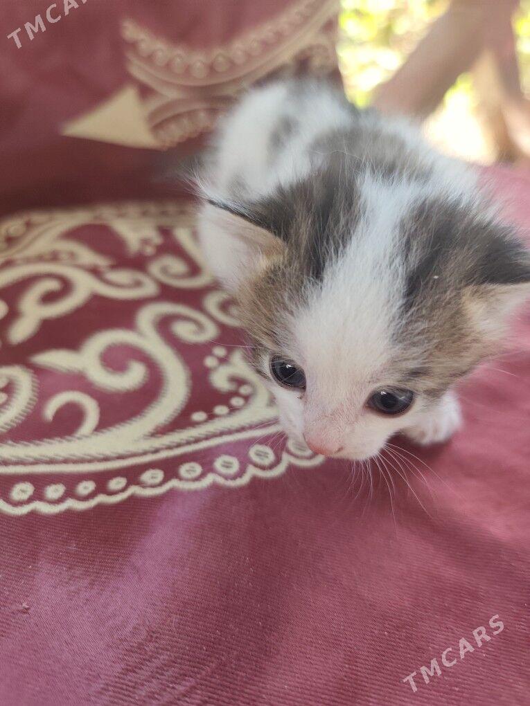 Отдам котят за корм - Ак-Бугдайский этрап - img 3