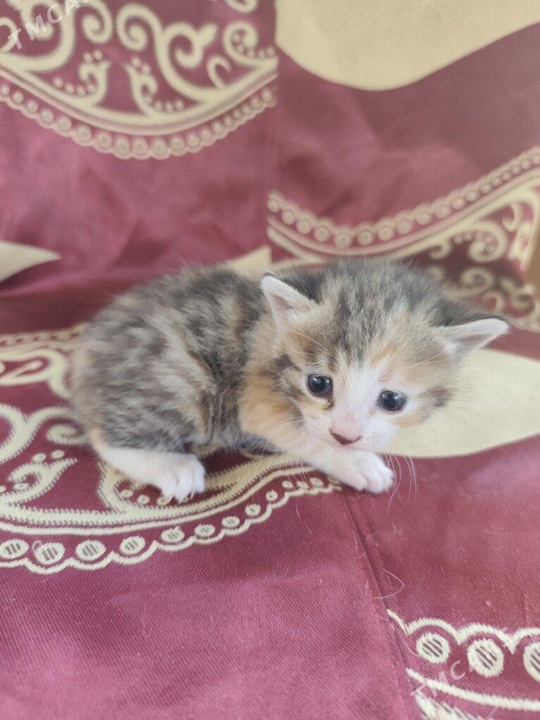 Отдам котят за корм - Ак-Бугдайский этрап - img 4