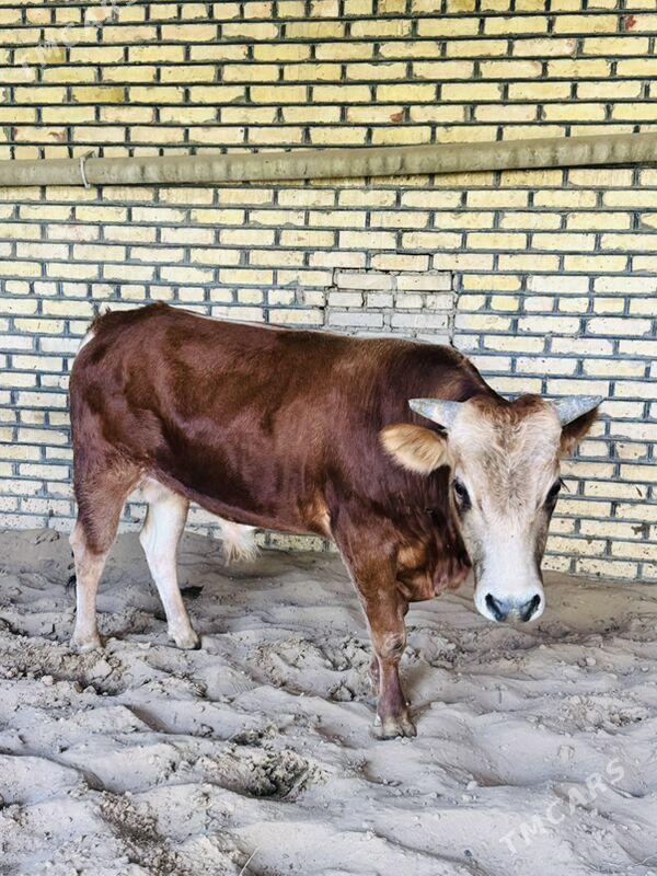 okuz - Ашхабад - img 3