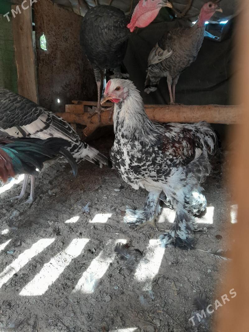 brama horazbrama horaz - Aşgabat - img 2