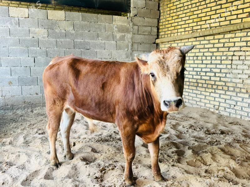 okuz - Ашхабад - img 2