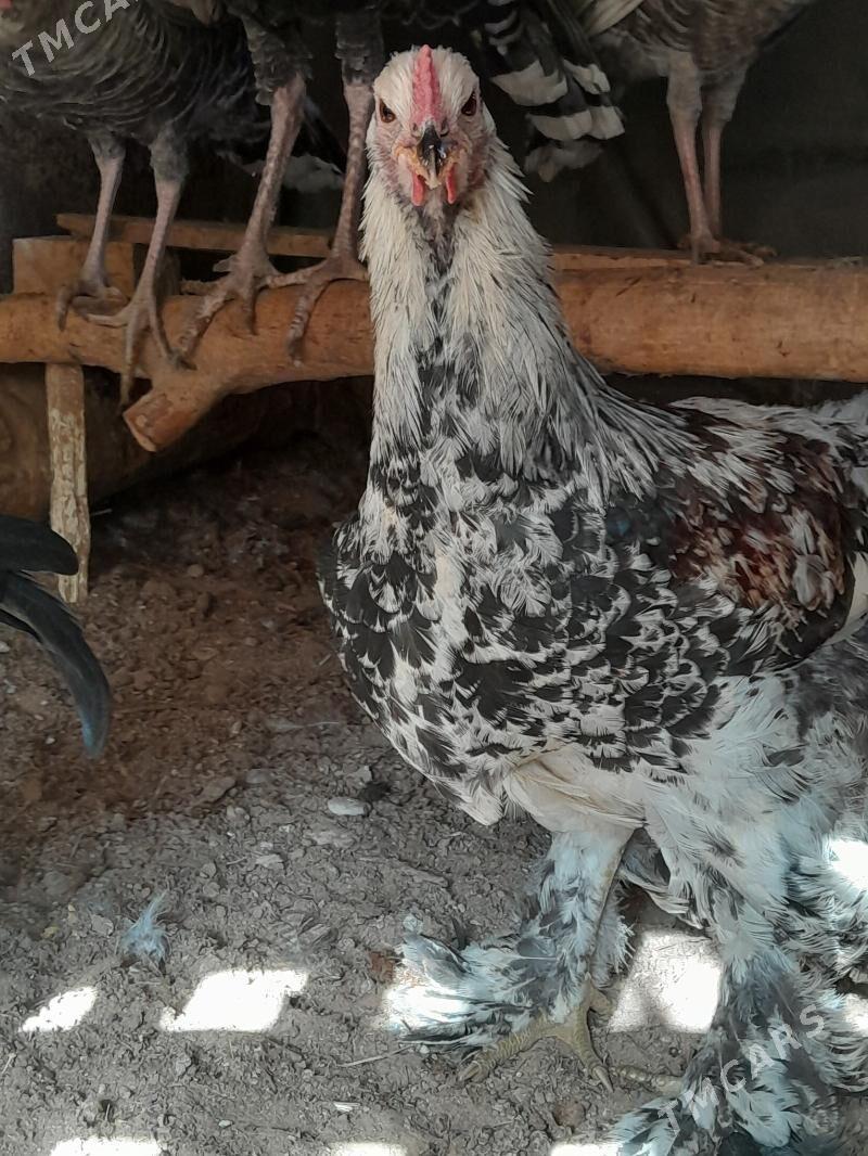 brama horazbrama horaz - Aşgabat - img 1