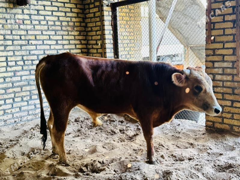 okuz - Ашхабад - img 4