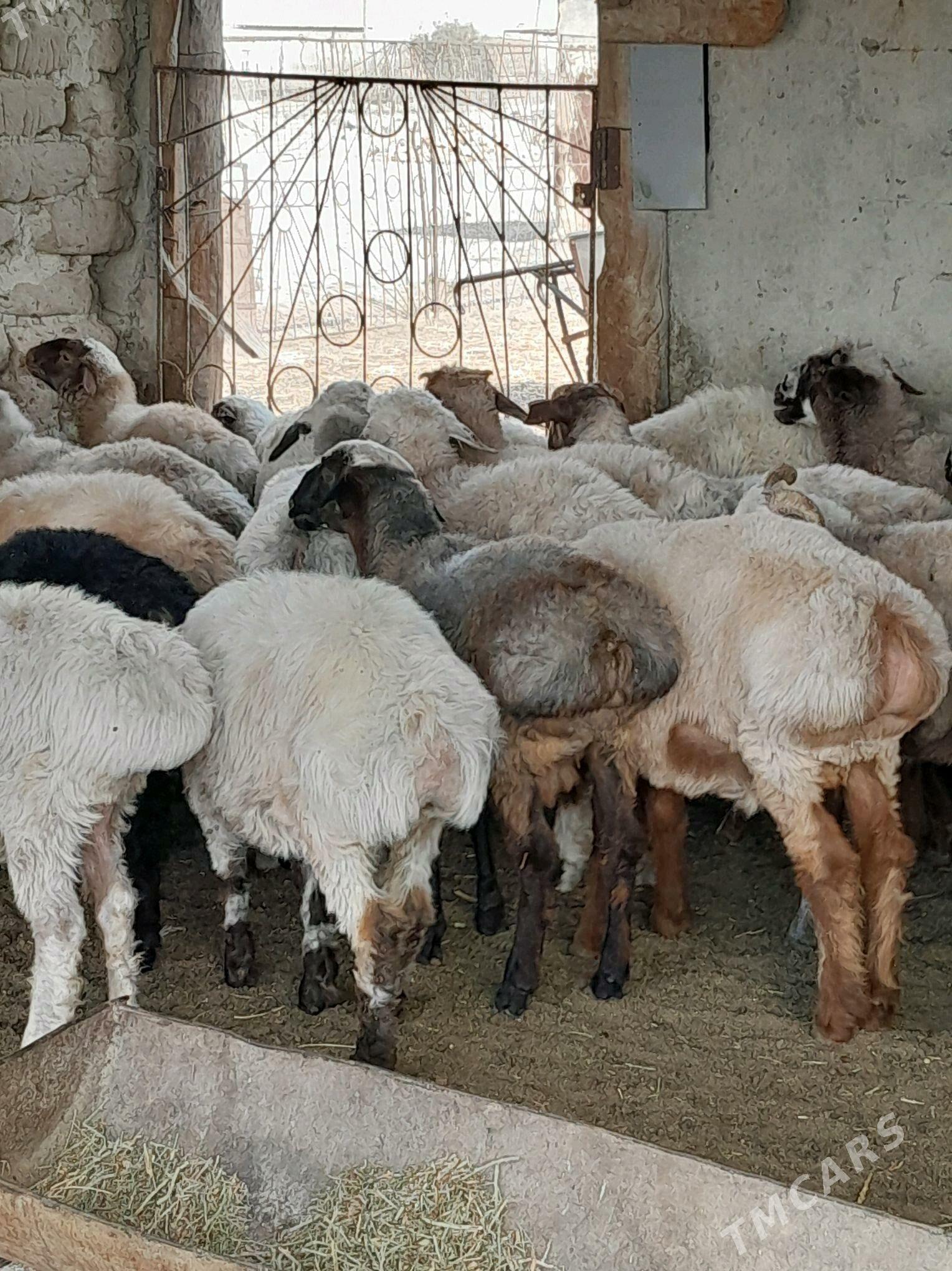 tokly - Bereket - img 1