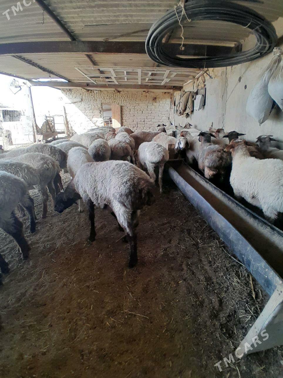 tokly - Bereket - img 4