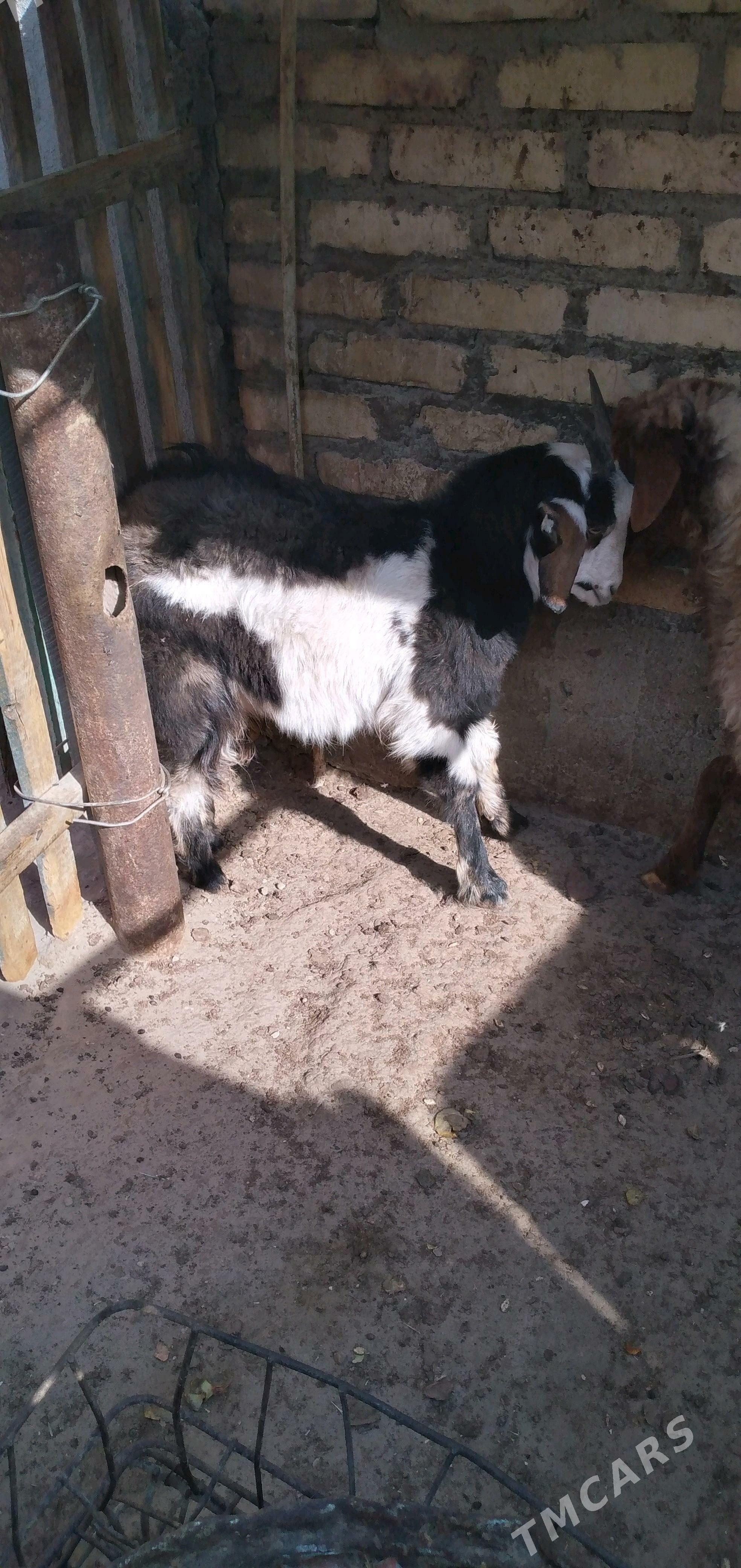 Çewiş geçi - Гумдаг - img 1