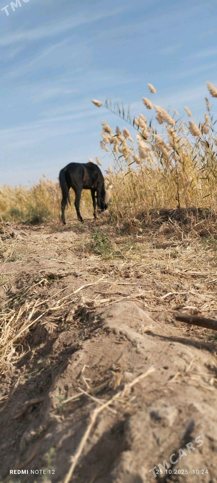 At satlyk - Теджен - img 2