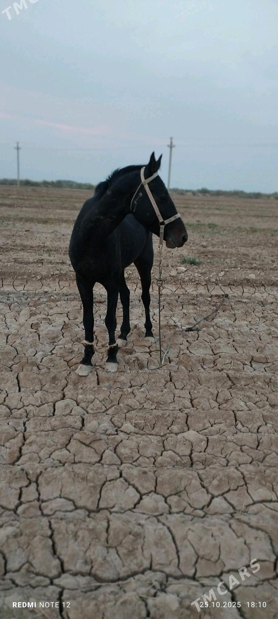 At satlyk - Теджен - img 3