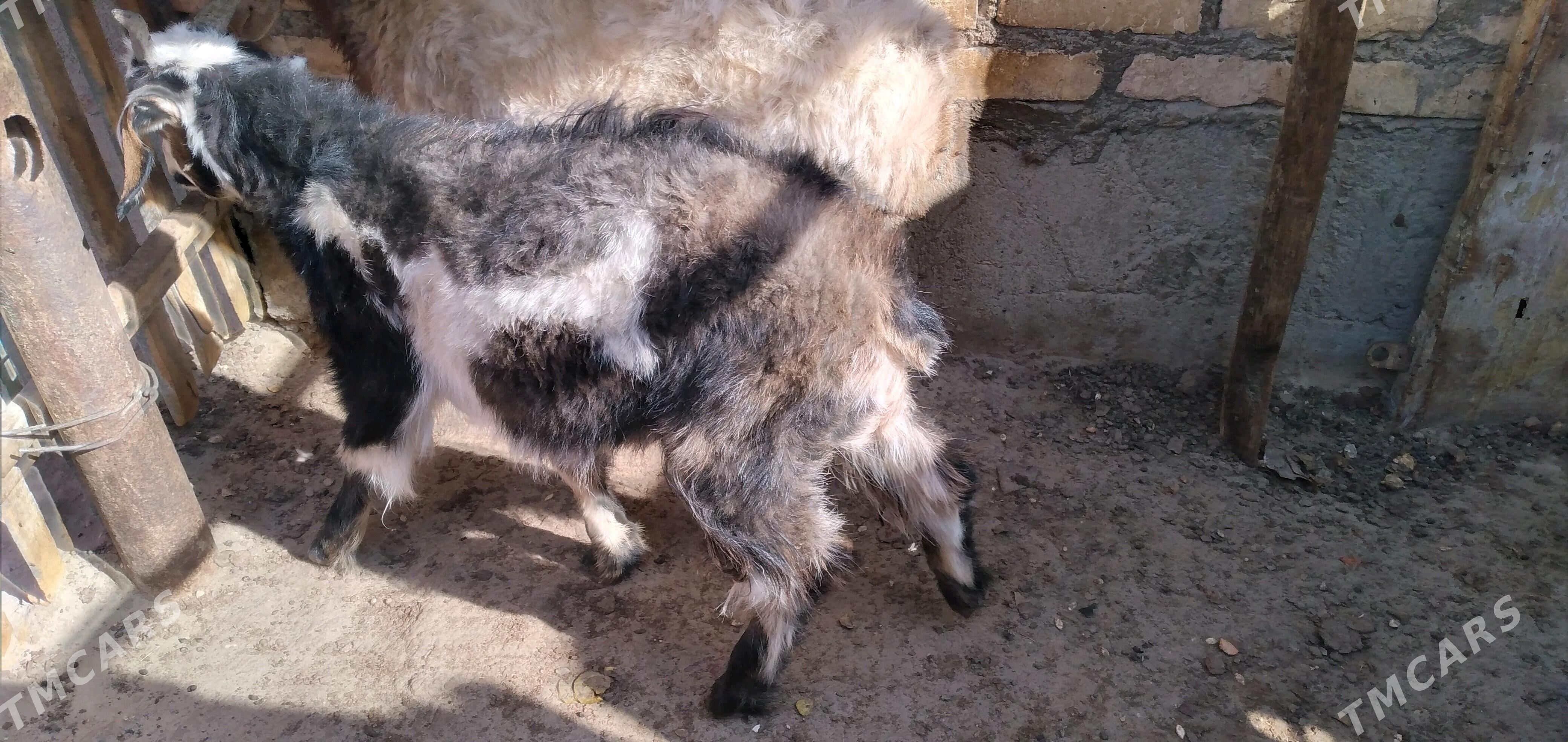 Çewiş geçi - Гумдаг - img 2