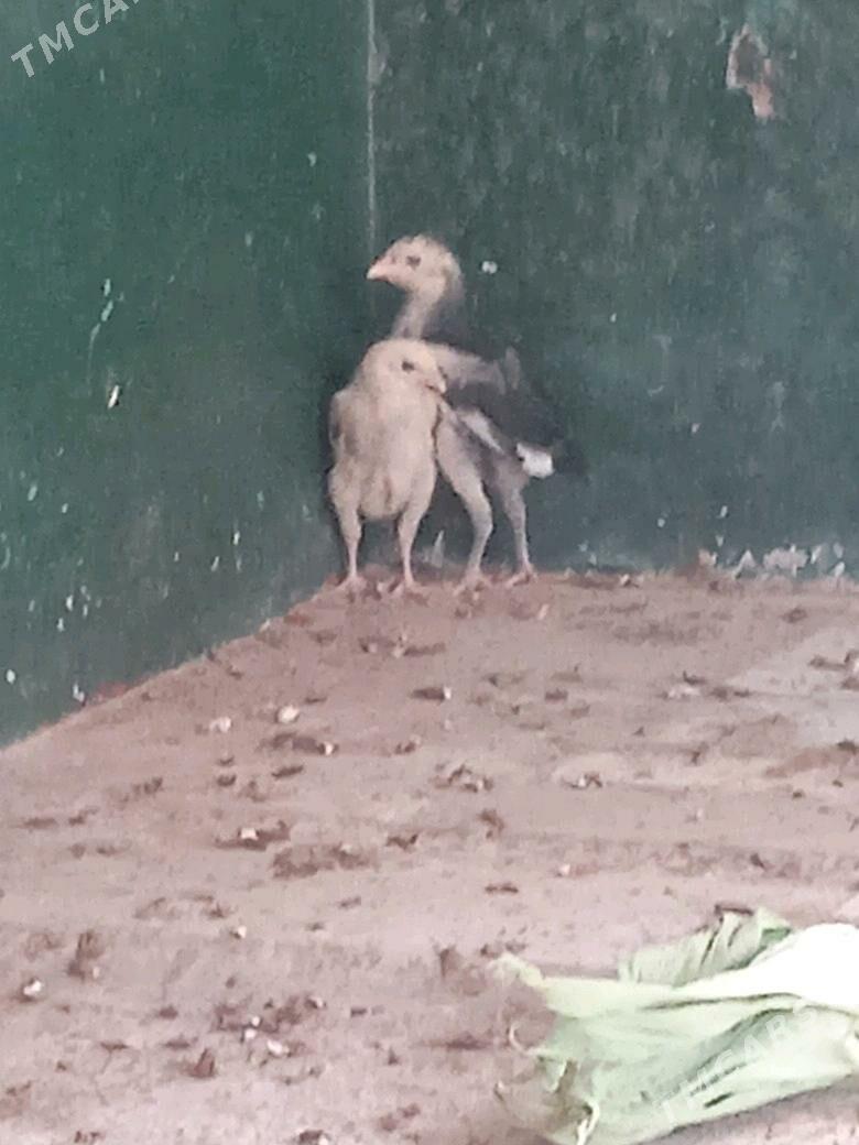 taşgent jüje - Ýaşlyk - img 2