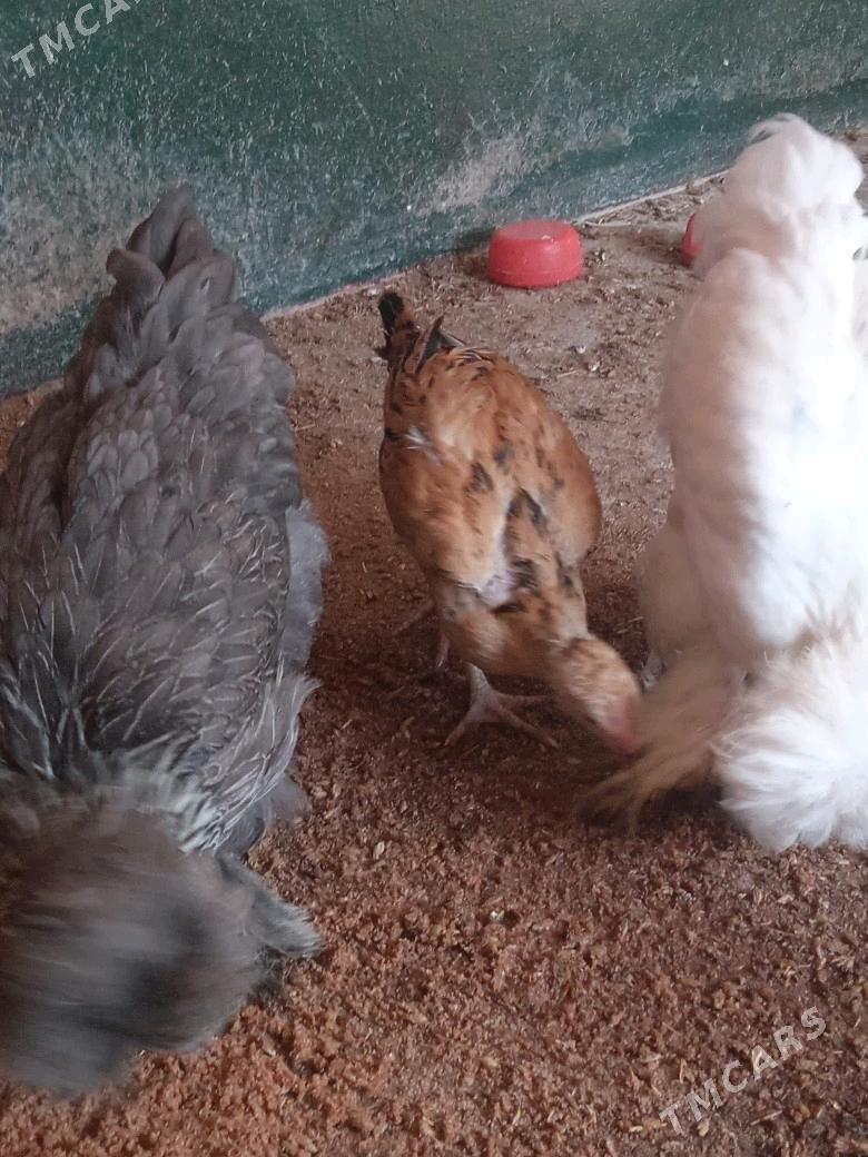 taşgent jüje - Ýaşlyk - img 3