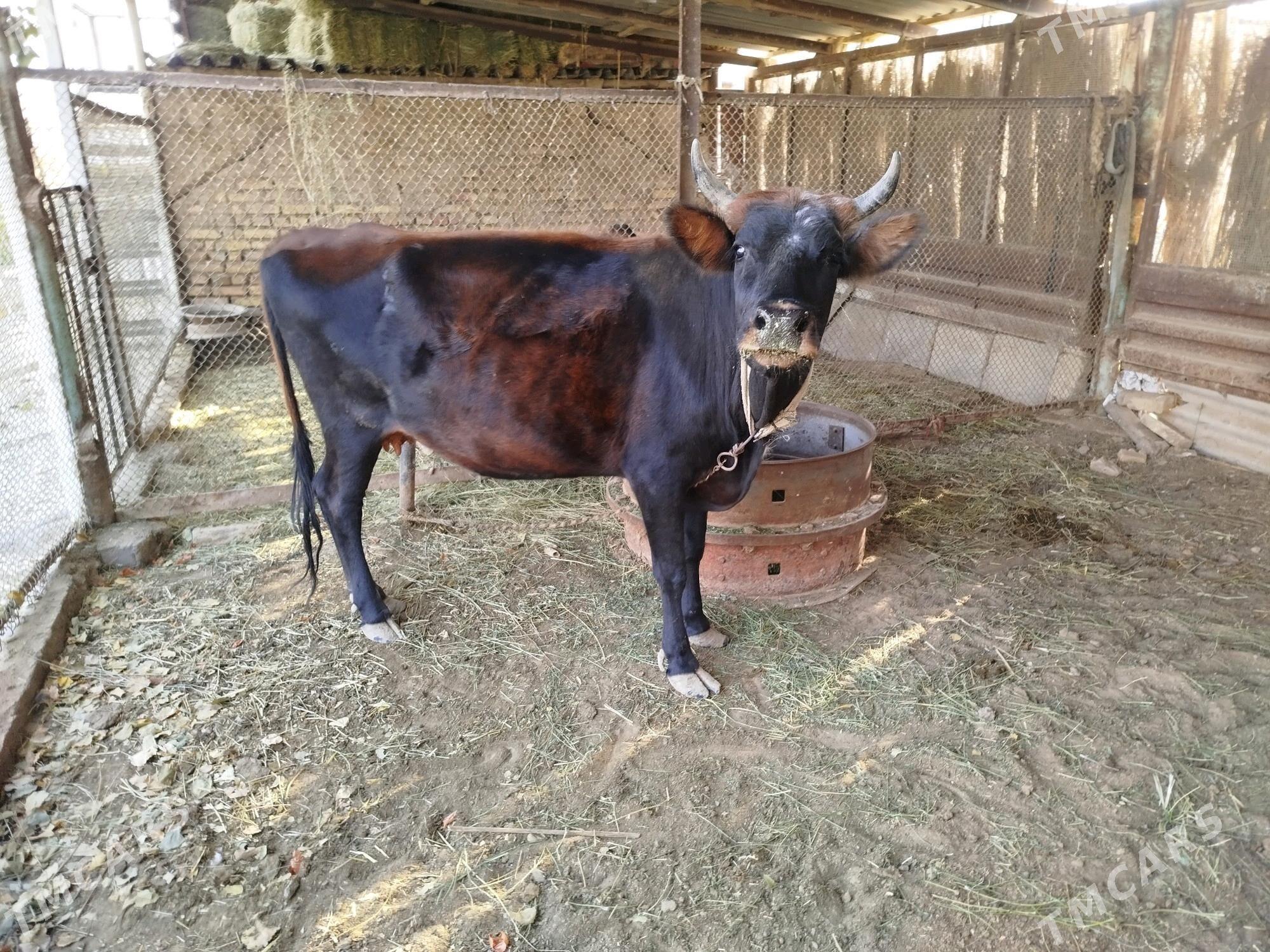 sygyr we okuzce - Сакарчага - img 1