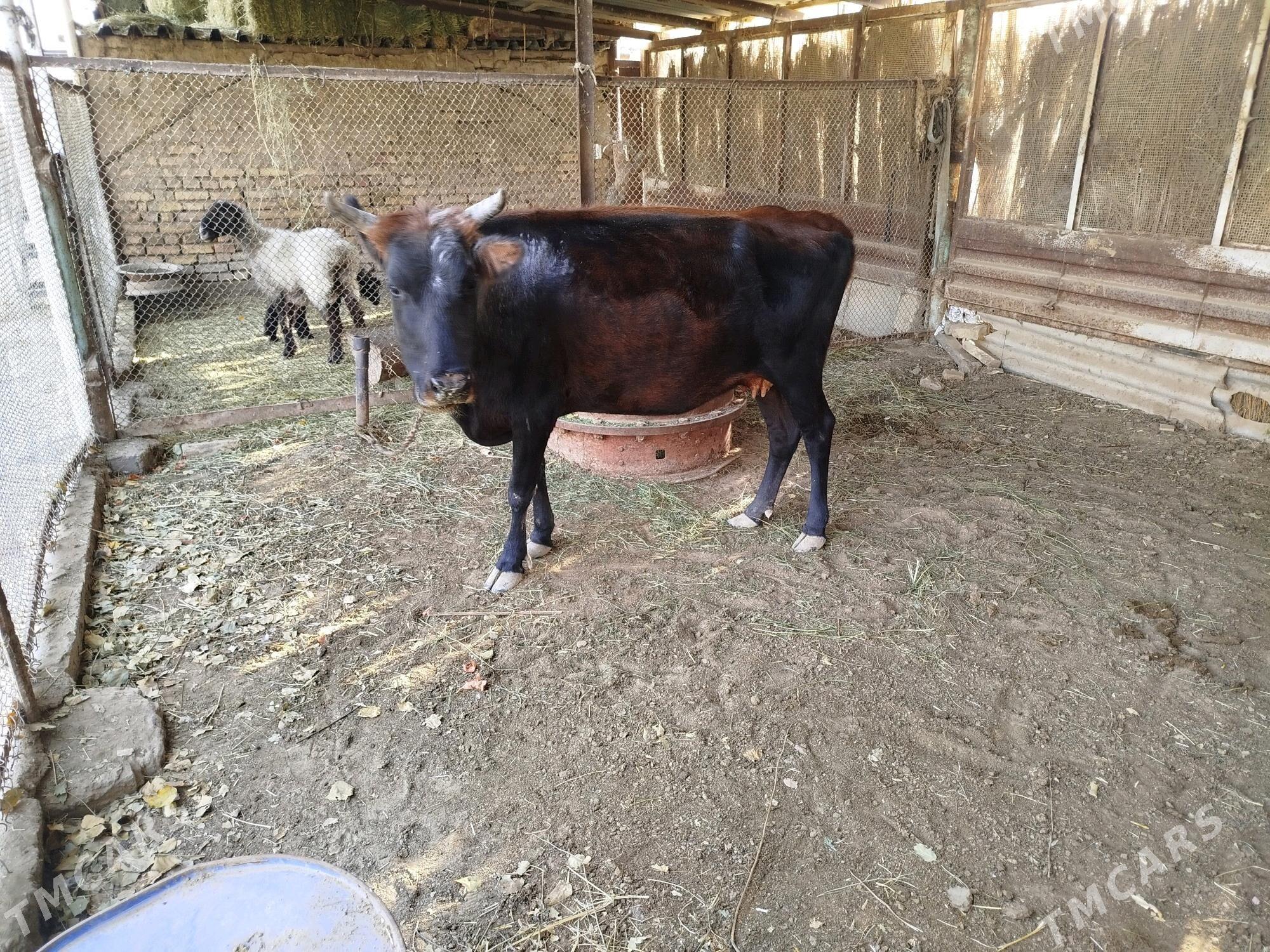 sygyr we okuzce - Сакарчага - img 2