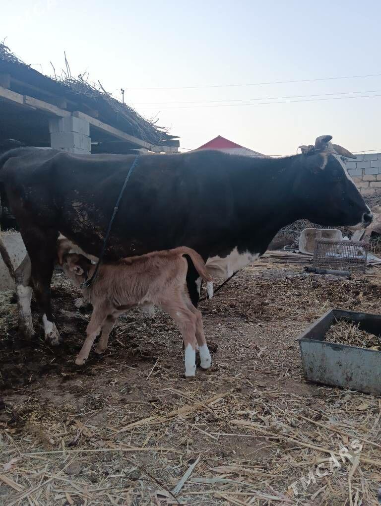 Gőleli sygyr - Büzmeýin - img 2