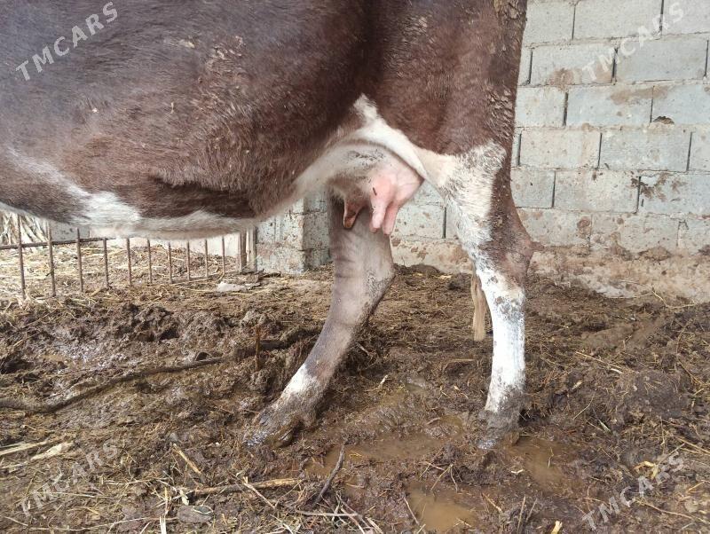 Gőleli sygyr - Büzmeýin - img 1