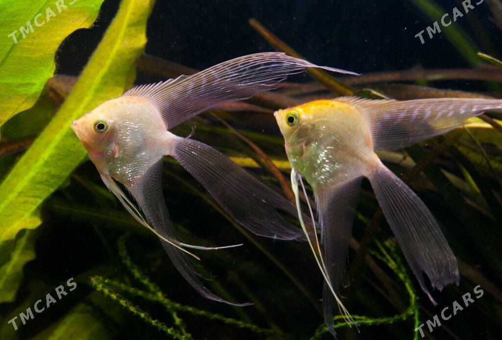 Скалярии - Ашхабад - img 2