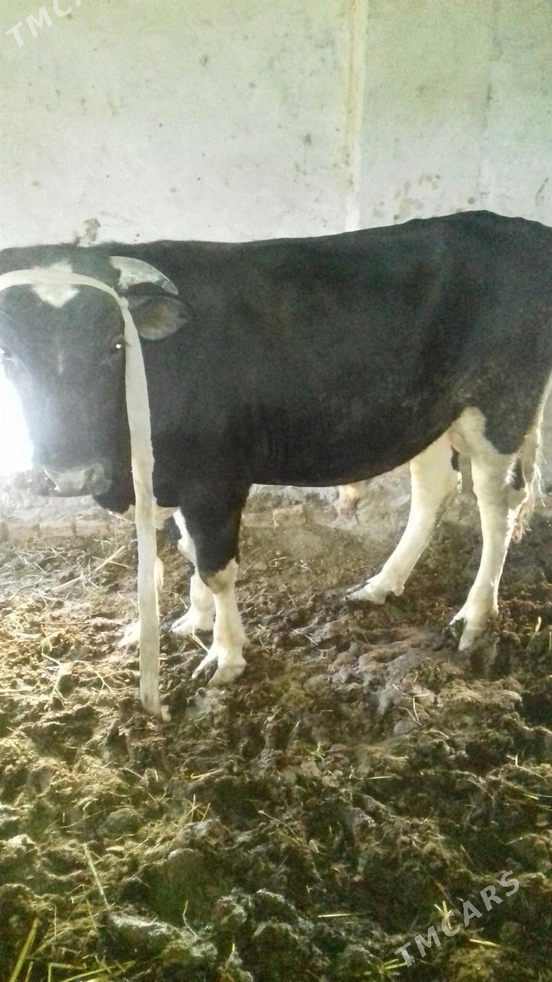 okuz - Türkmenabat - img 2