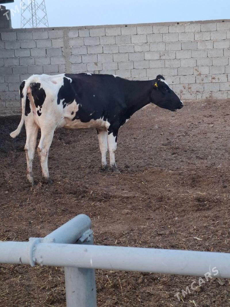 golisdeyin sygyr - Анев - img 3