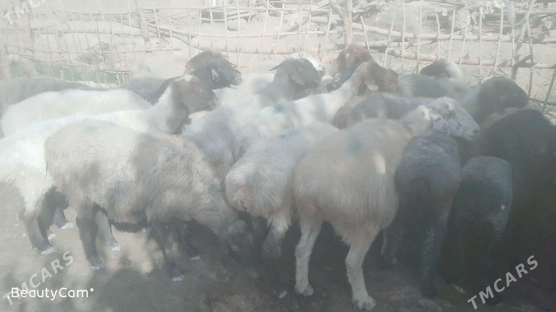 goýun - Мургап - img 2