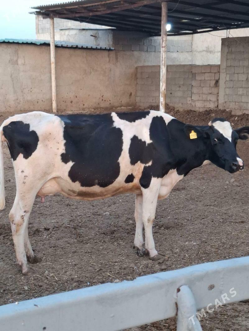 golisdeyin sygyr - Анев - img 4