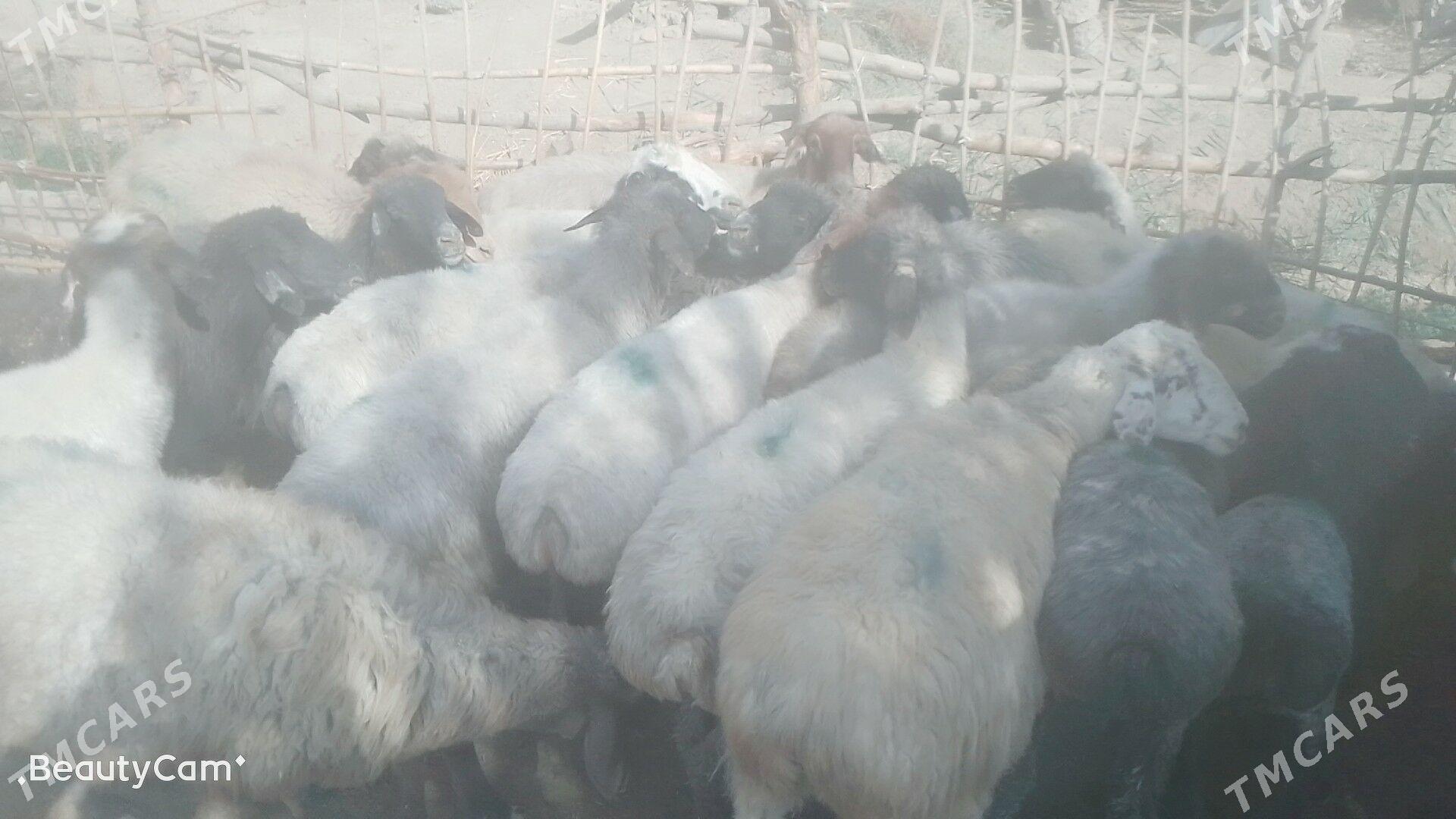 goýun - Мургап - img 4