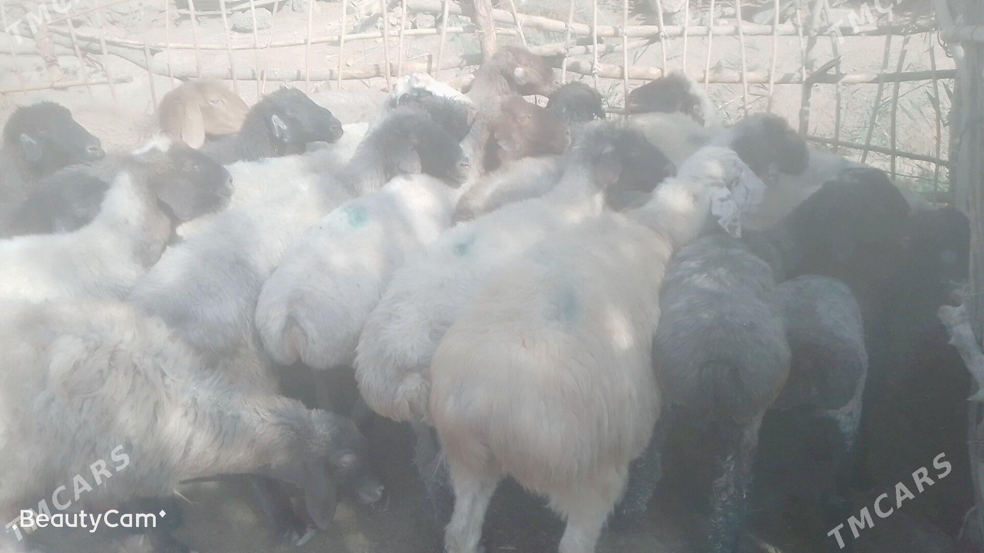 goýun - Мургап - img 3