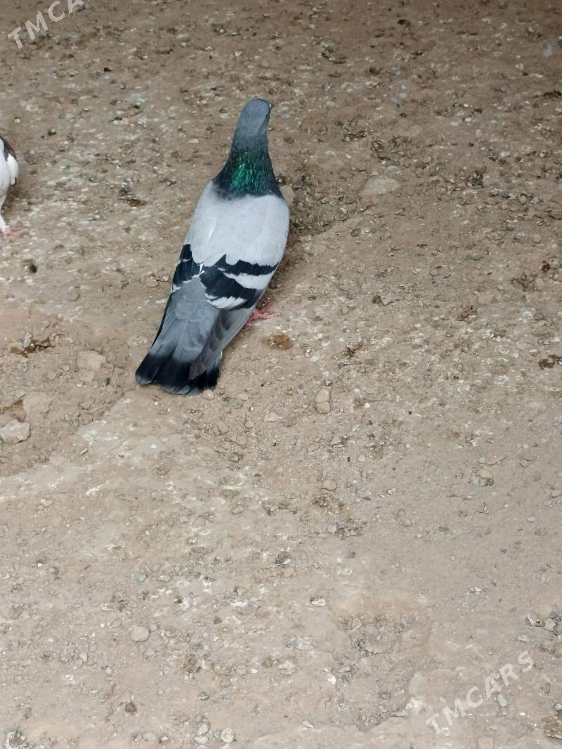 Kepderi - Багир - img 2