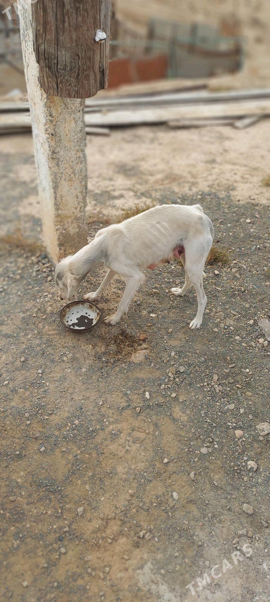 Tazy - Jebel - img 2