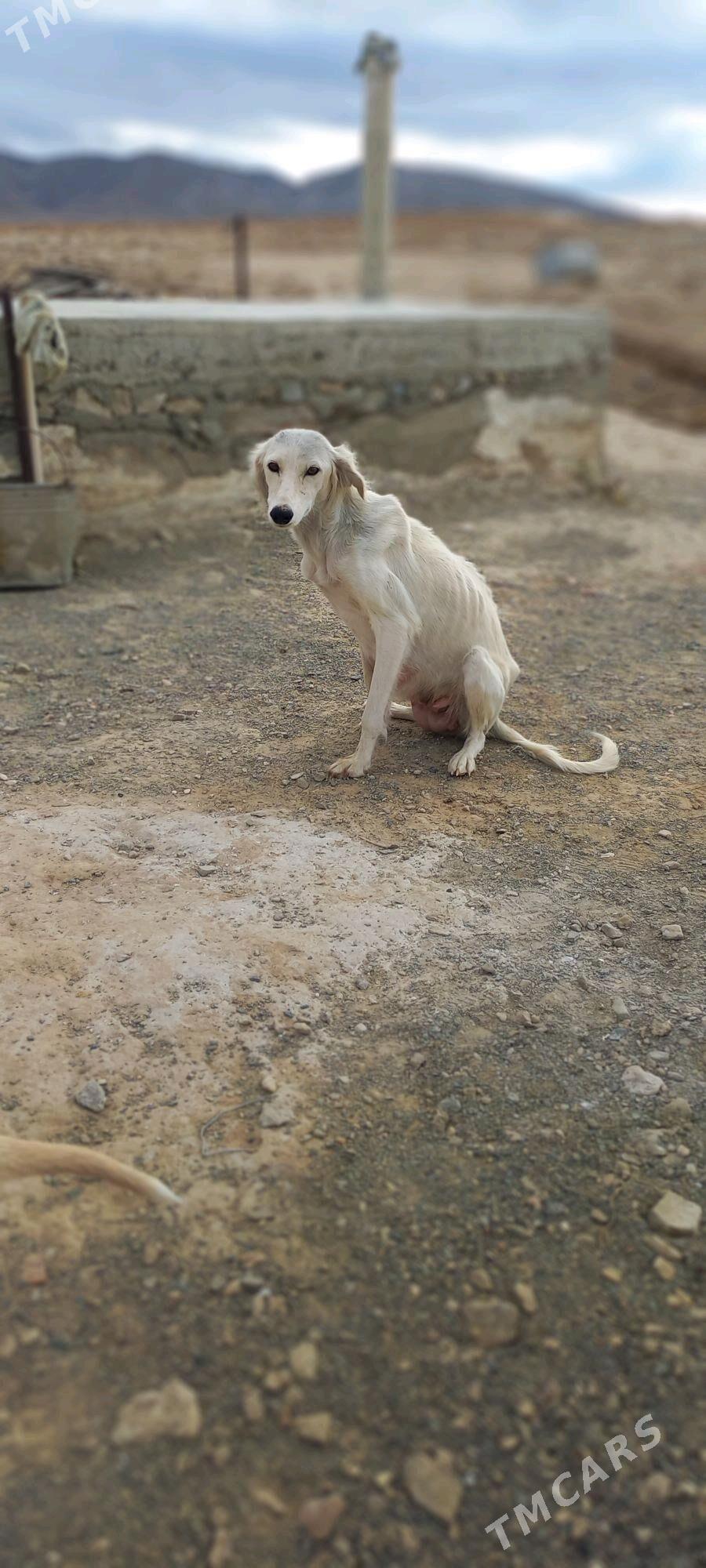 Tazy - Jebel - img 3