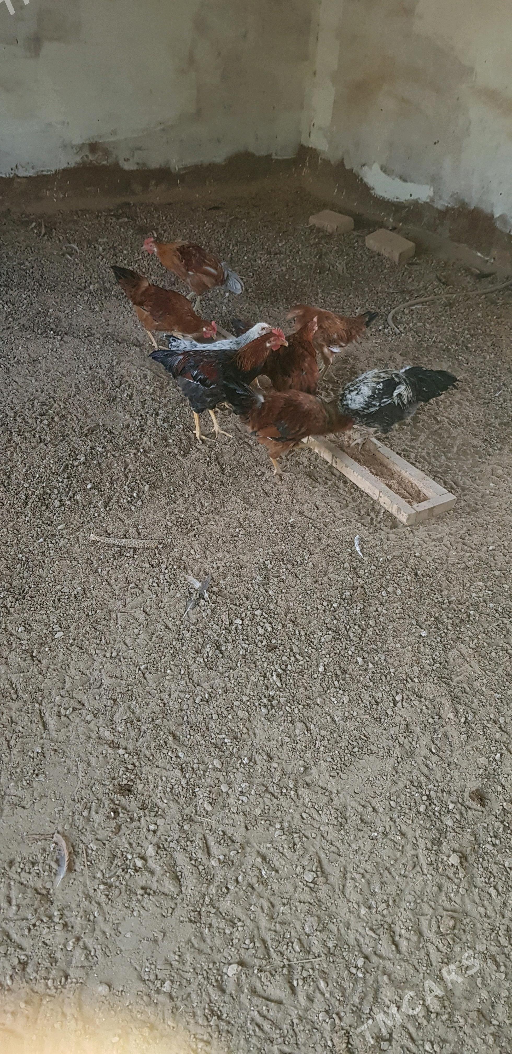 towuk - Mary - img 1