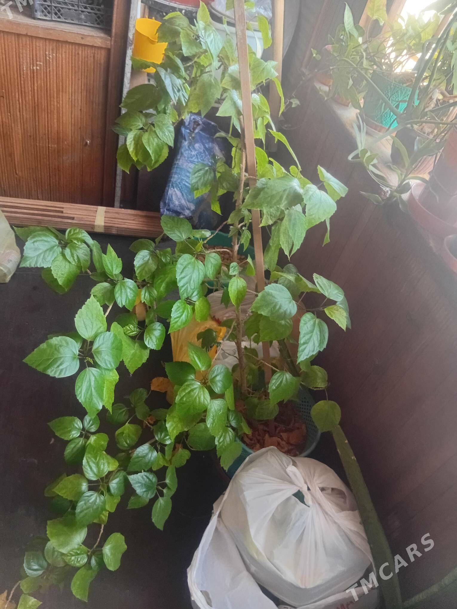 домашние комнатные цветы - Ашхабад - img 7