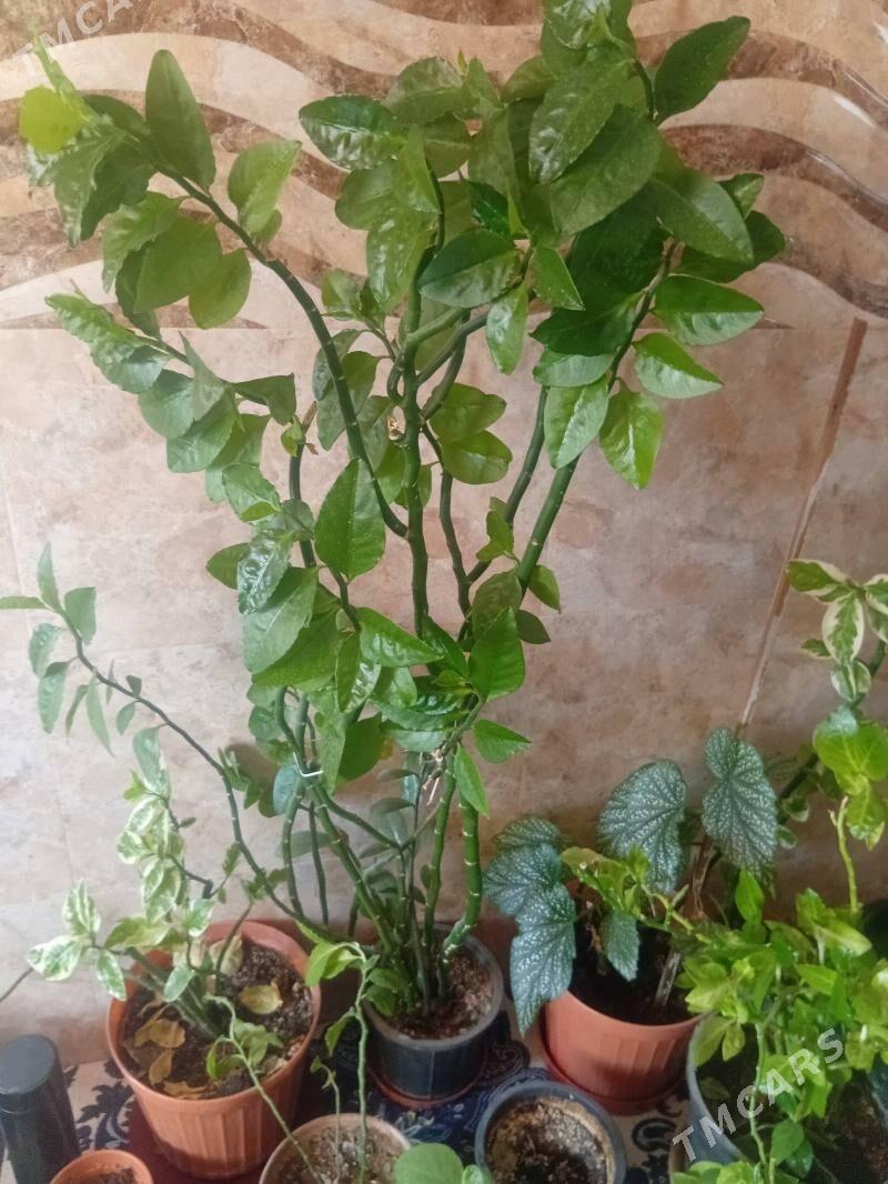 домашние комнатные цветы - Ашхабад - img 3