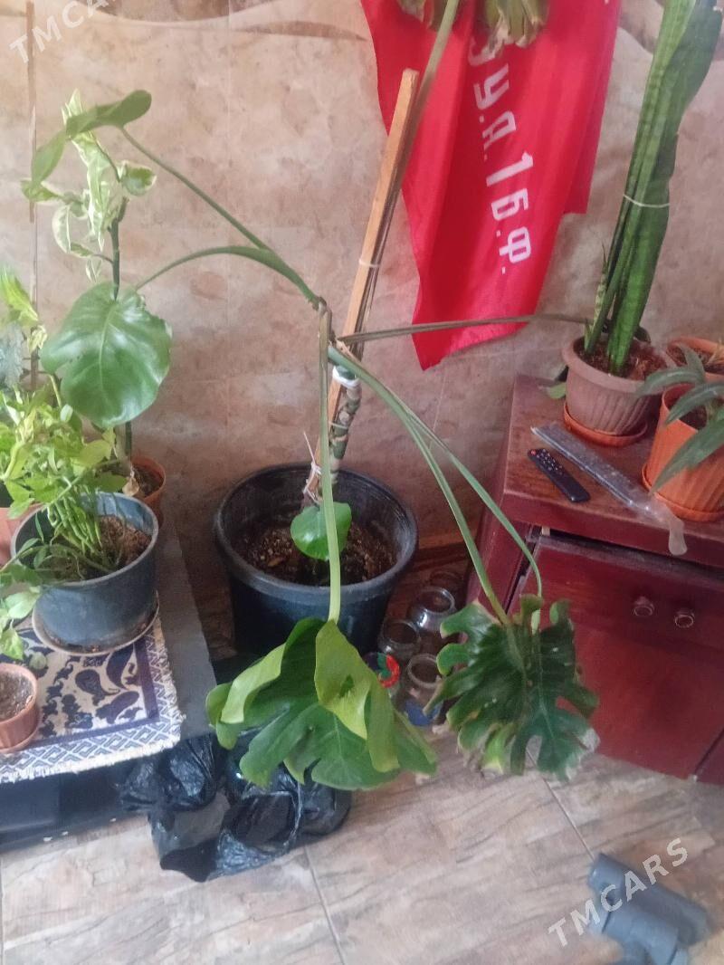 домашние комнатные цветы - Ашхабад - img 4