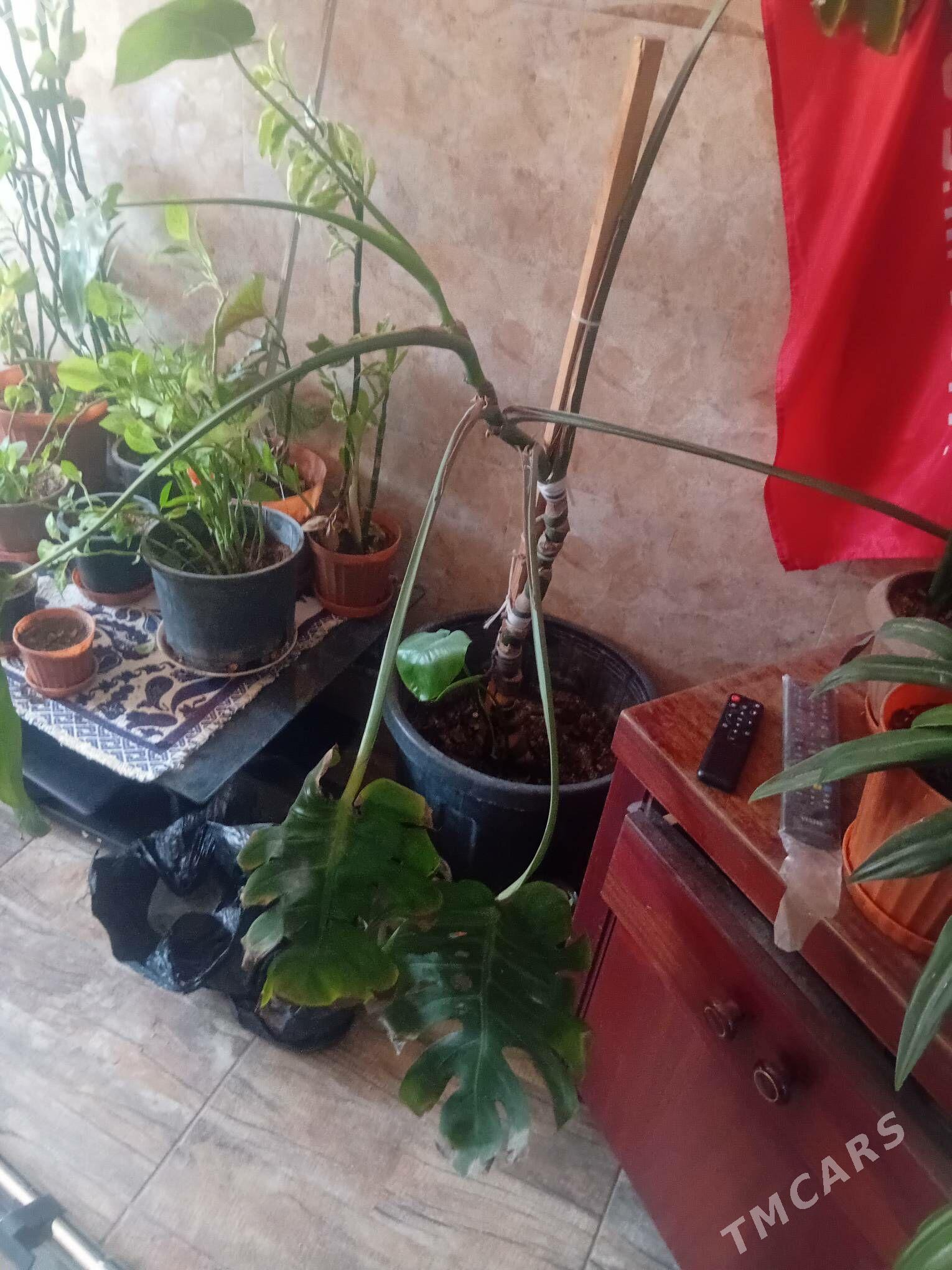 домашние комнатные цветы - Ашхабад - img 2